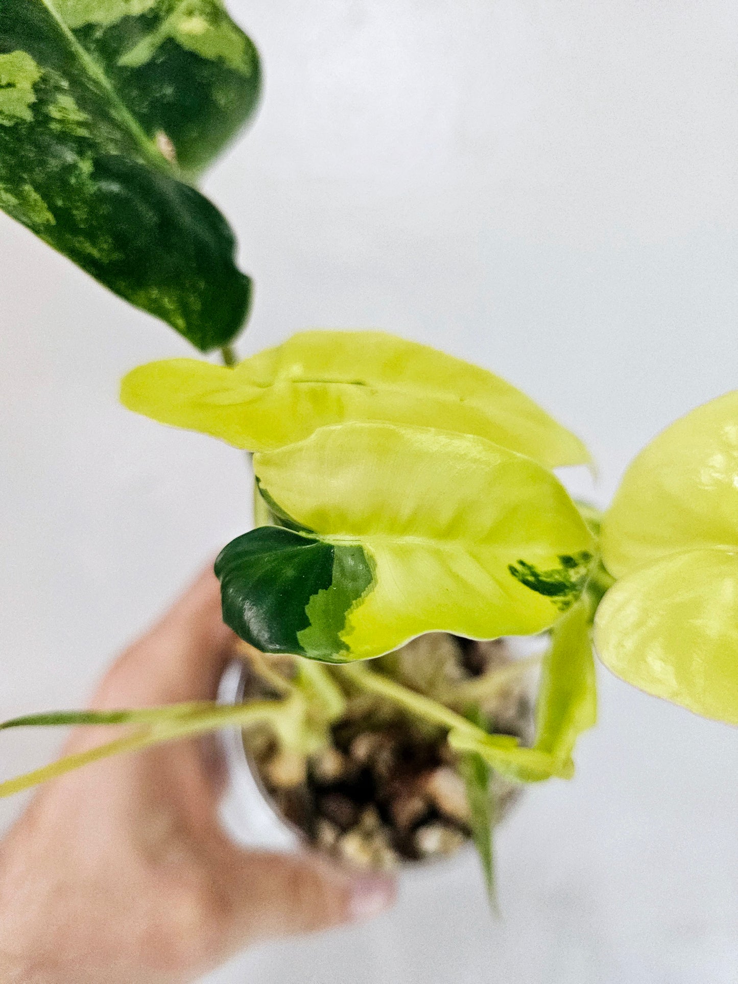 Philodendron Burle Marx Variegated 4"