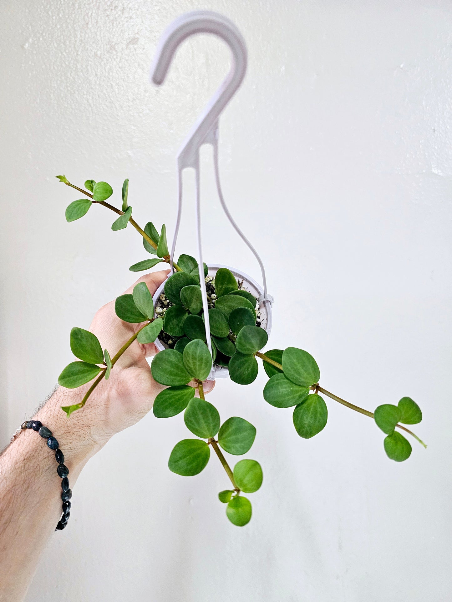 Peperomia Hope 4" HB