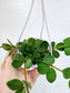 Peperomia Hope 4" HB