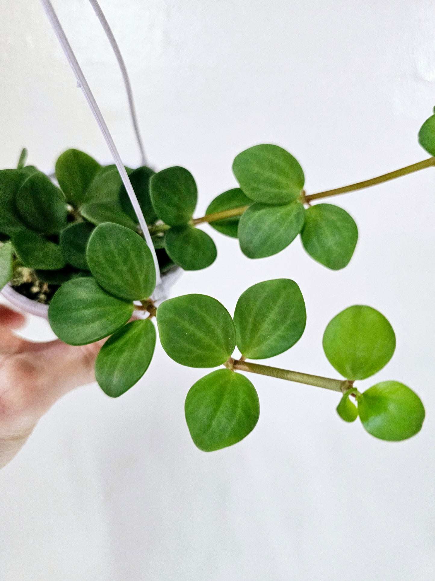 Peperomia Hope 4" HB