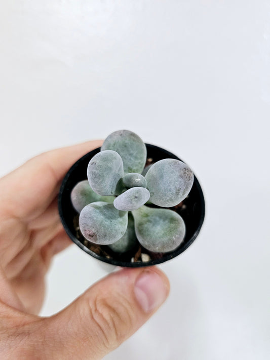 Pachyphytum Oviferum Moonstones Succulent 2.5"