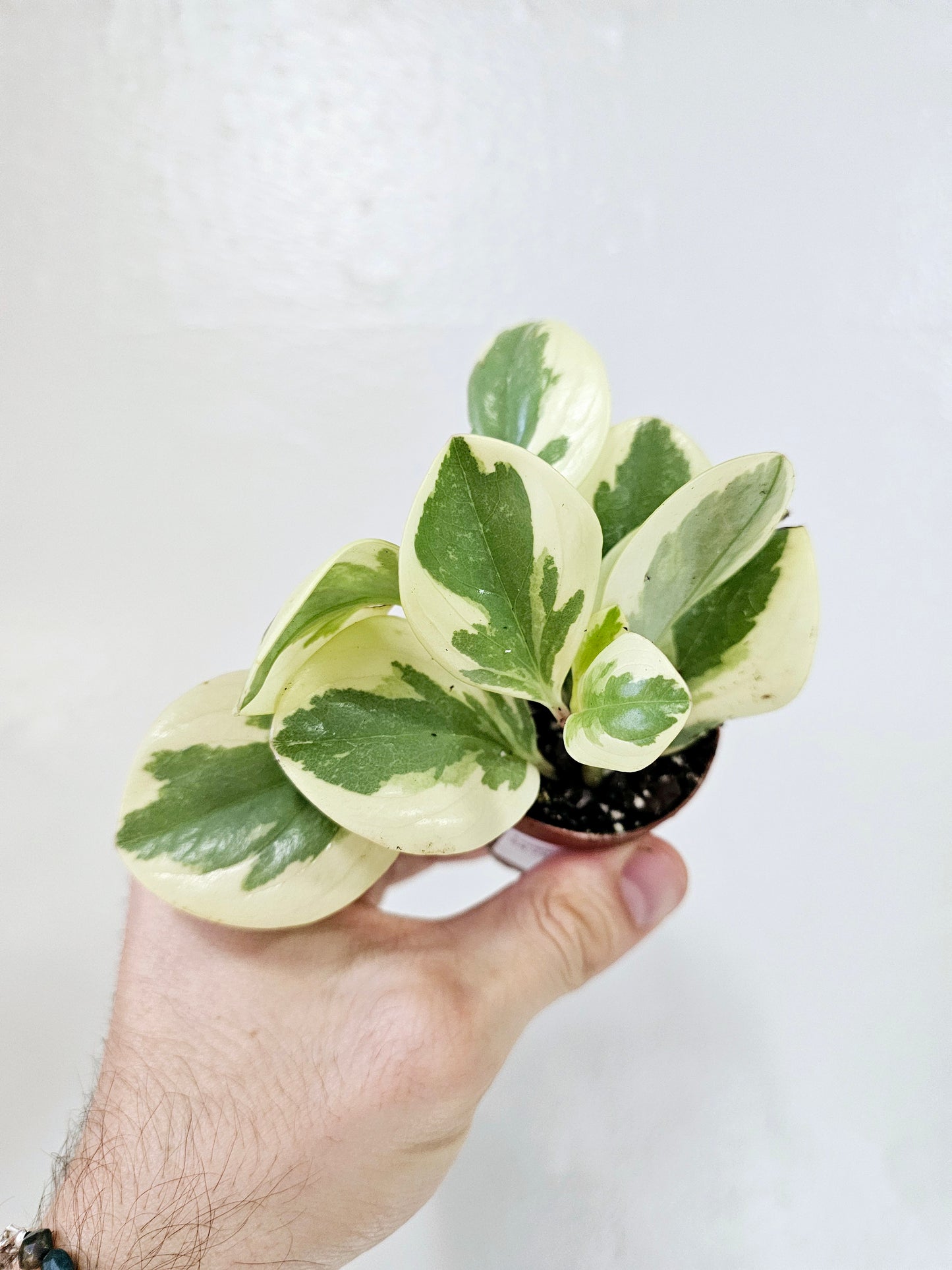 Peperomia Obtusifolia Variegated 2"