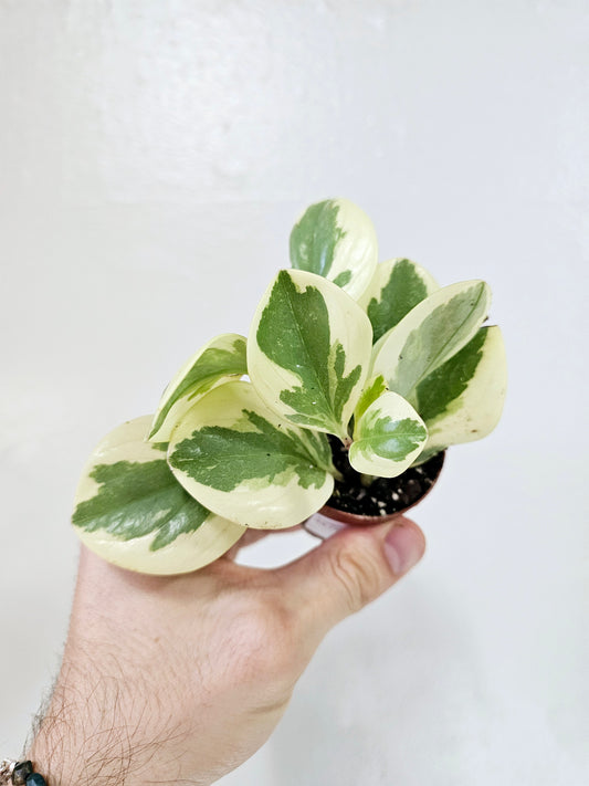 Peperomia Obtusifolia Variegated 2"