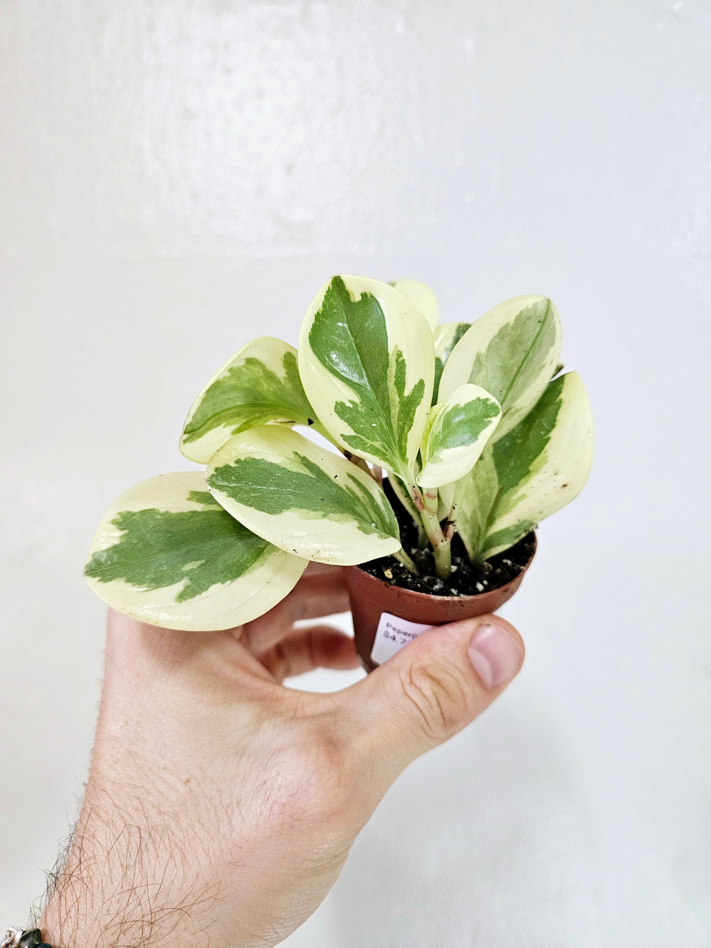 Peperomia Obtusifolia Variegated 2"