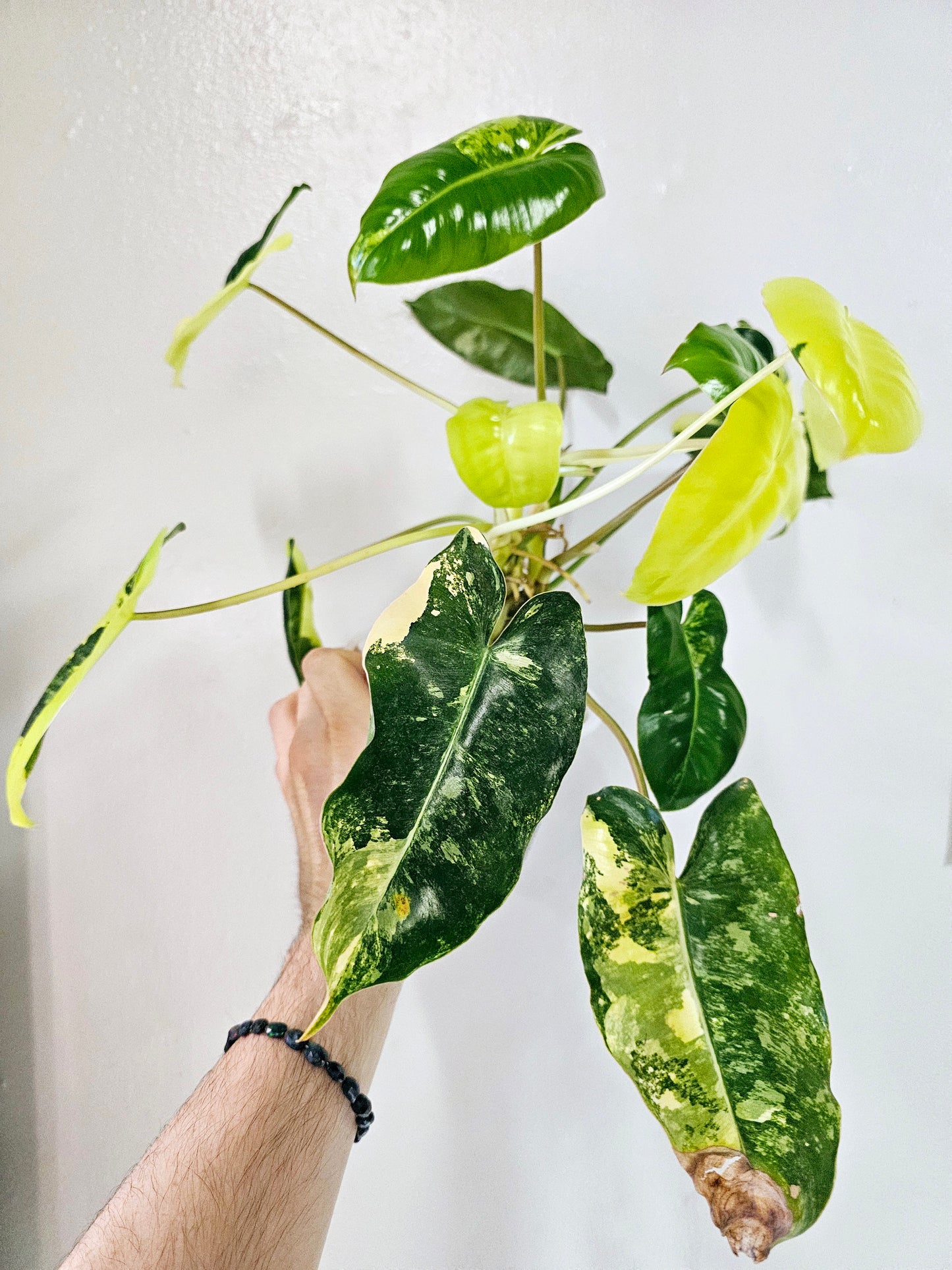 Philodendron Burle Marx Variegated 6"