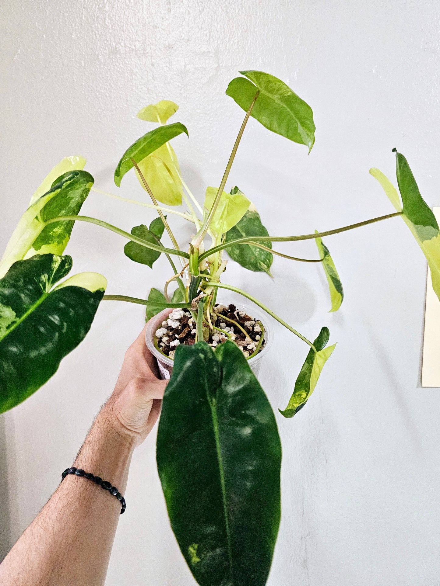 Philodendron Burle Marx Variegated 6"