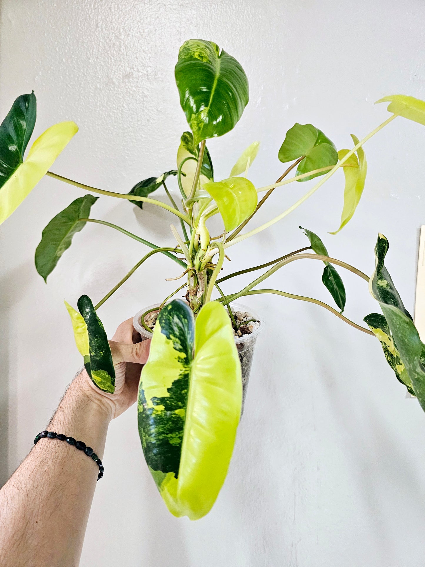 Philodendron Burle Marx Variegated 6"