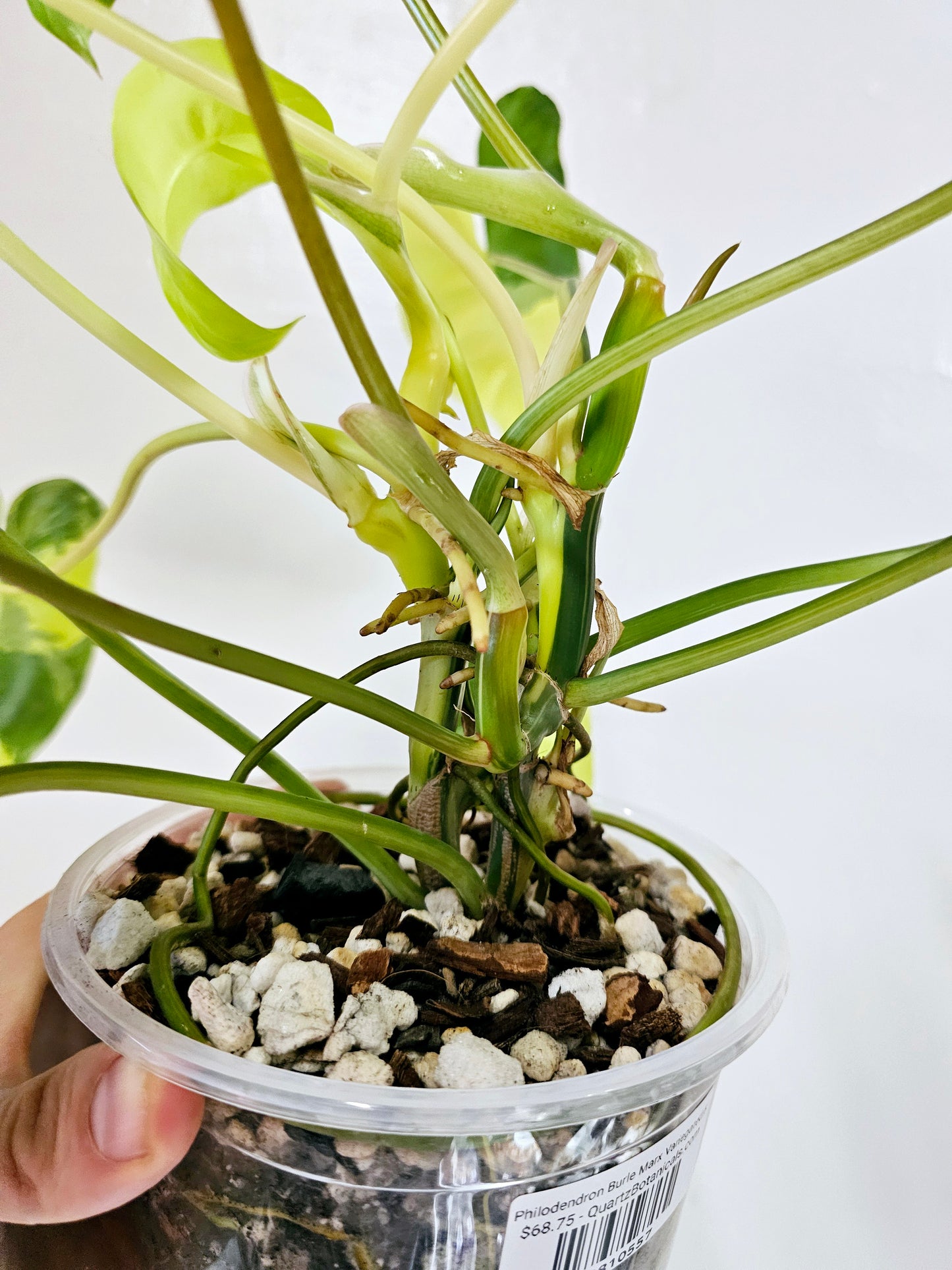 Philodendron Burle Marx Variegated 6"