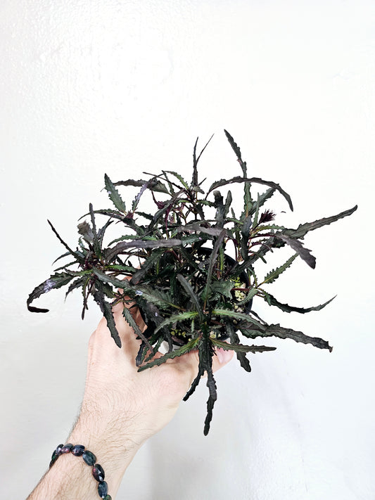 Hemigraphis Repanda Dragon's Breath 4"