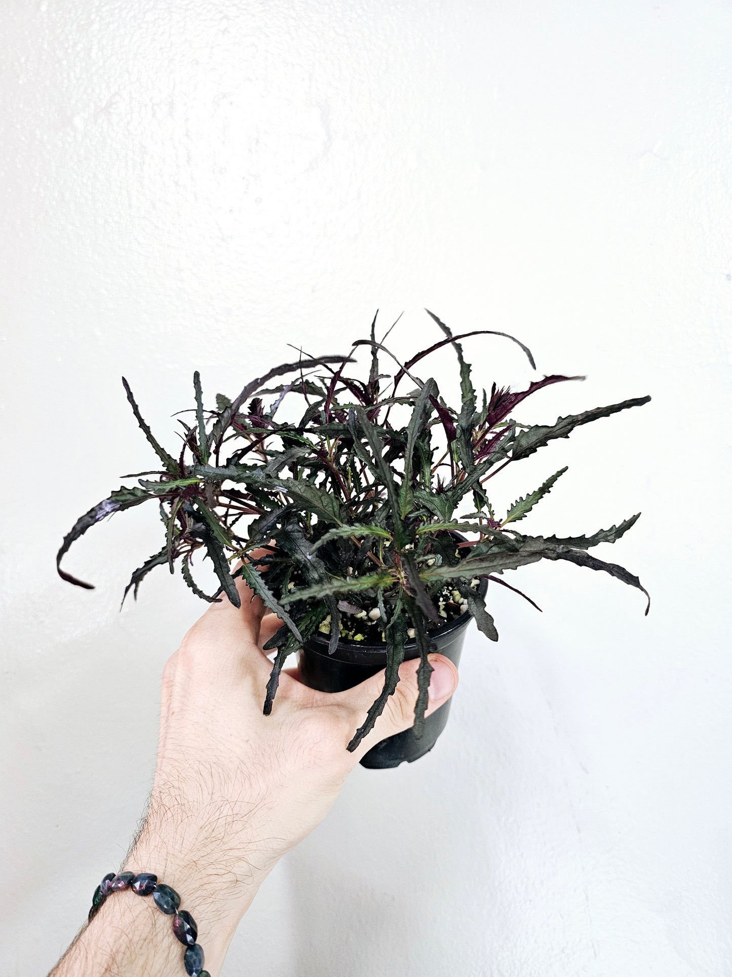 Hemigraphis Repanda Dragon's Breath 4"