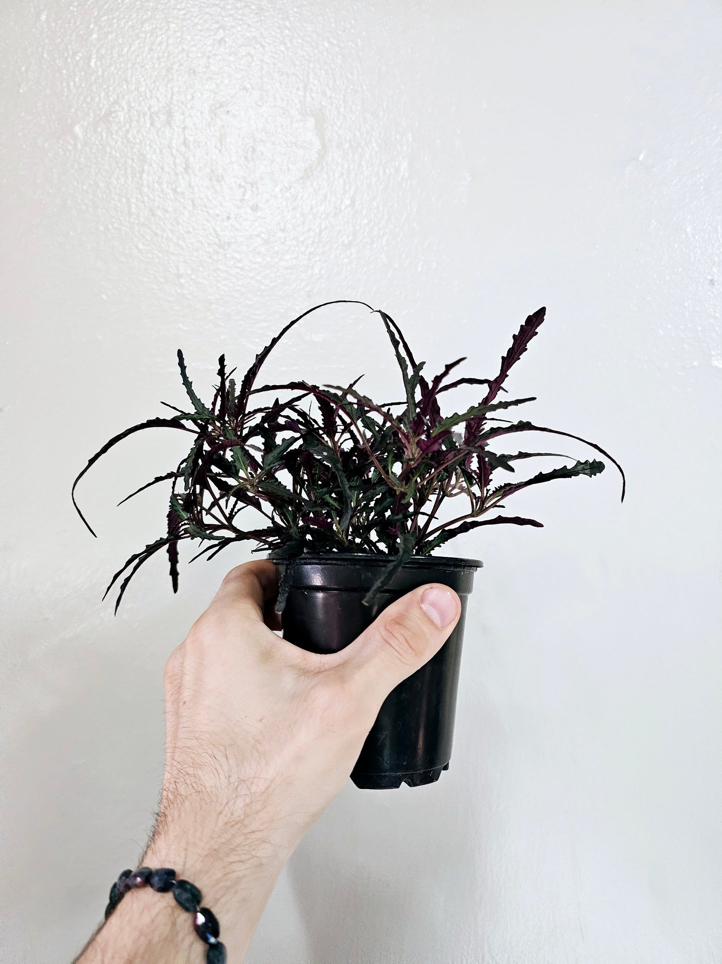 Hemigraphis Repanda Dragon's Breath 4"