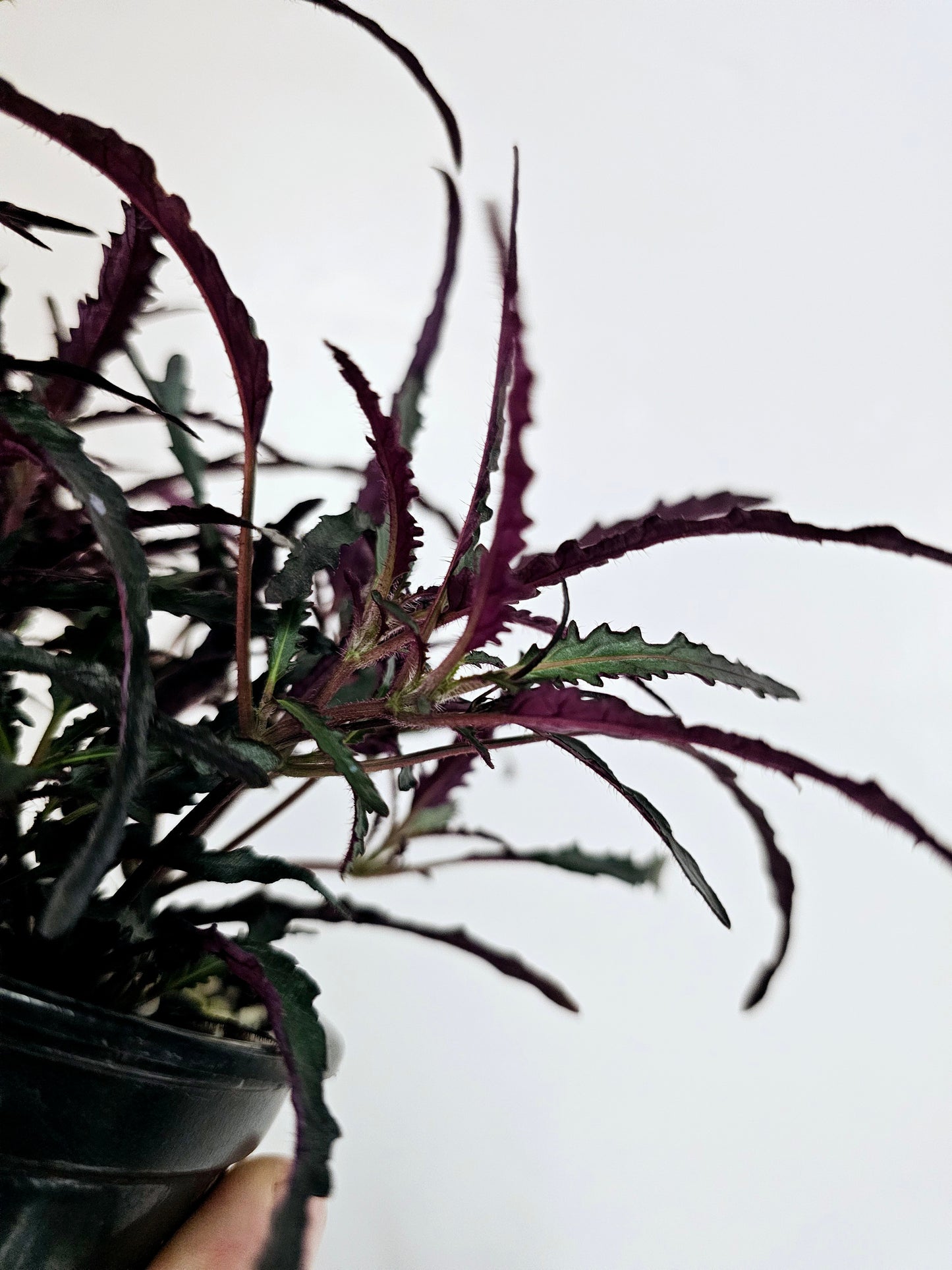 Hemigraphis Repanda Dragon's Breath 4"