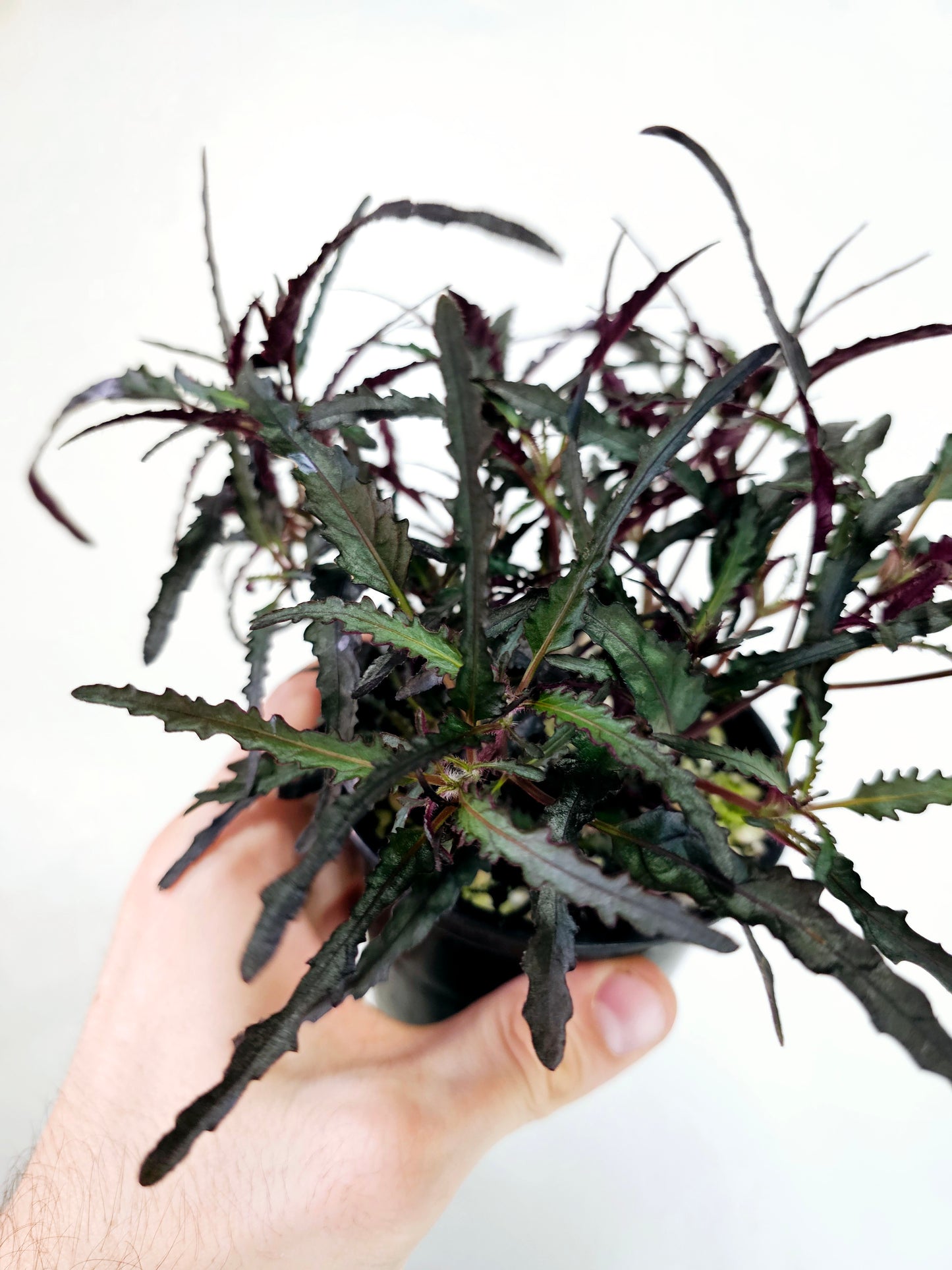 Hemigraphis Repanda Dragon's Breath 4"