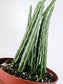 Senecio stapeliiformis "Pickle Plant" 4"