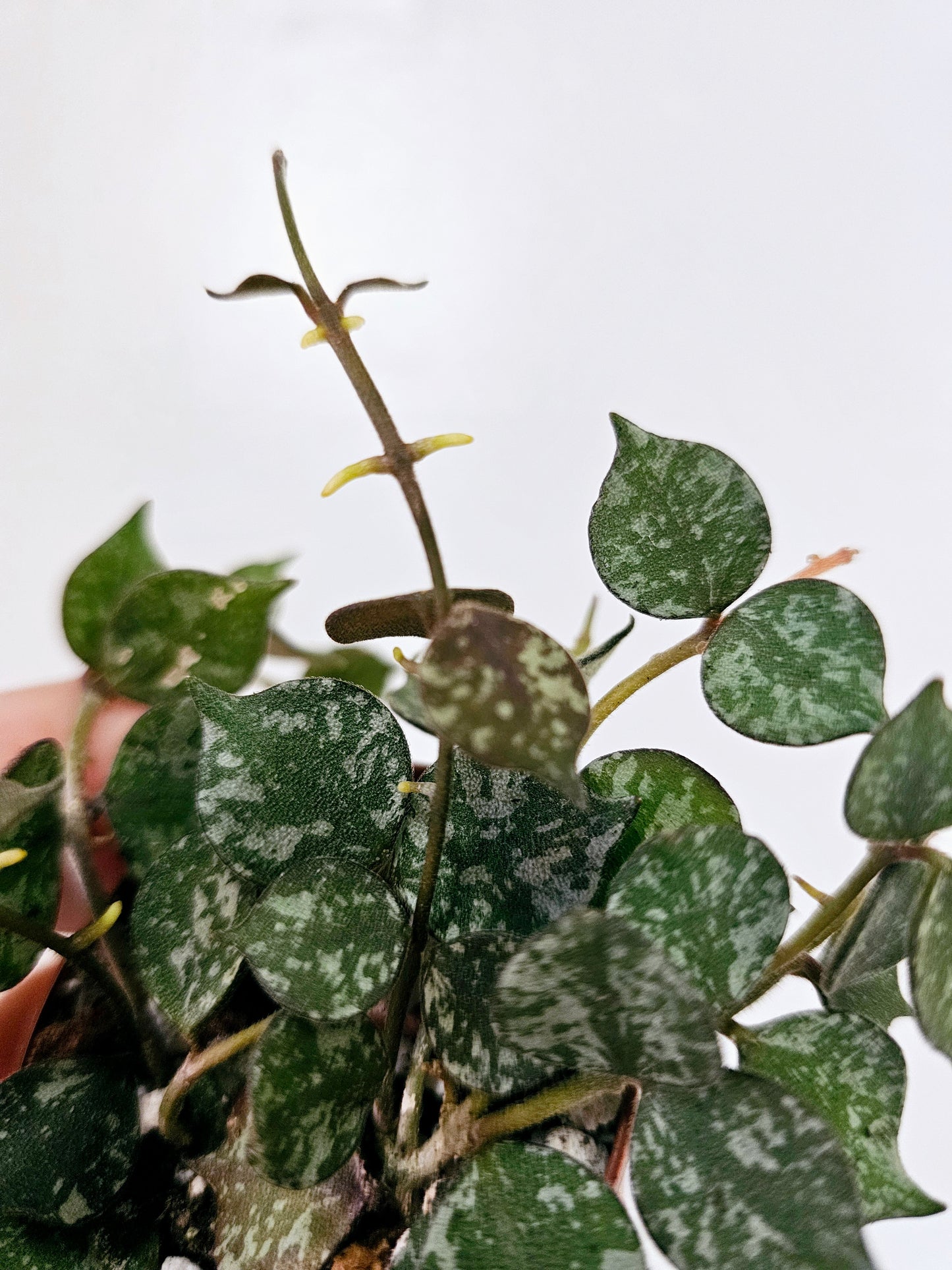 Hoya curtisii 2"