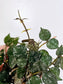 Hoya curtisii 2"
