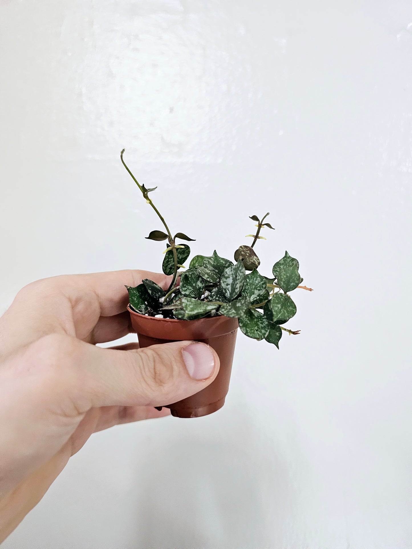 Hoya curtisii 2"