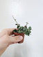 Hoya curtisii 2"