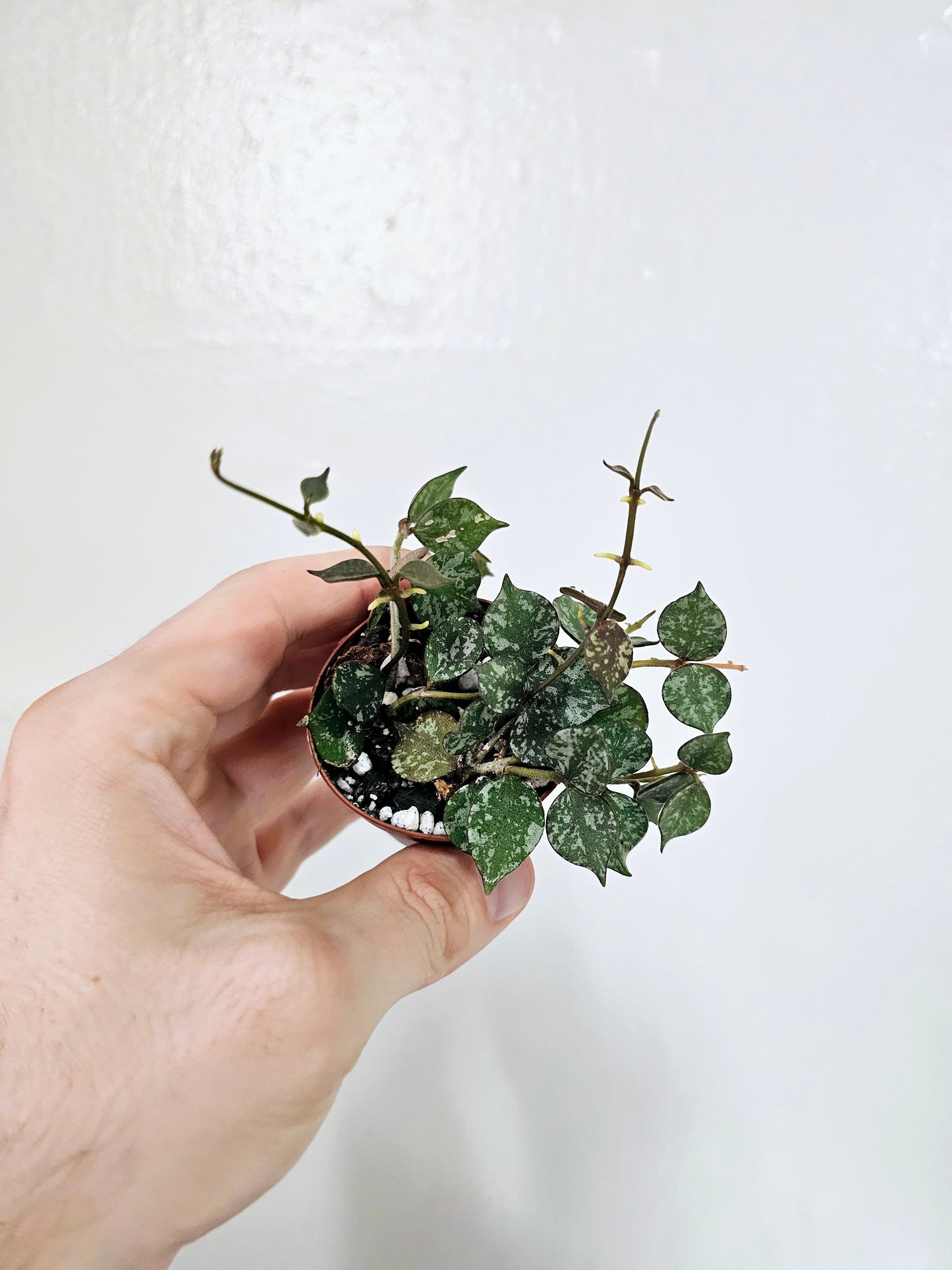 Hoya curtisii 2"