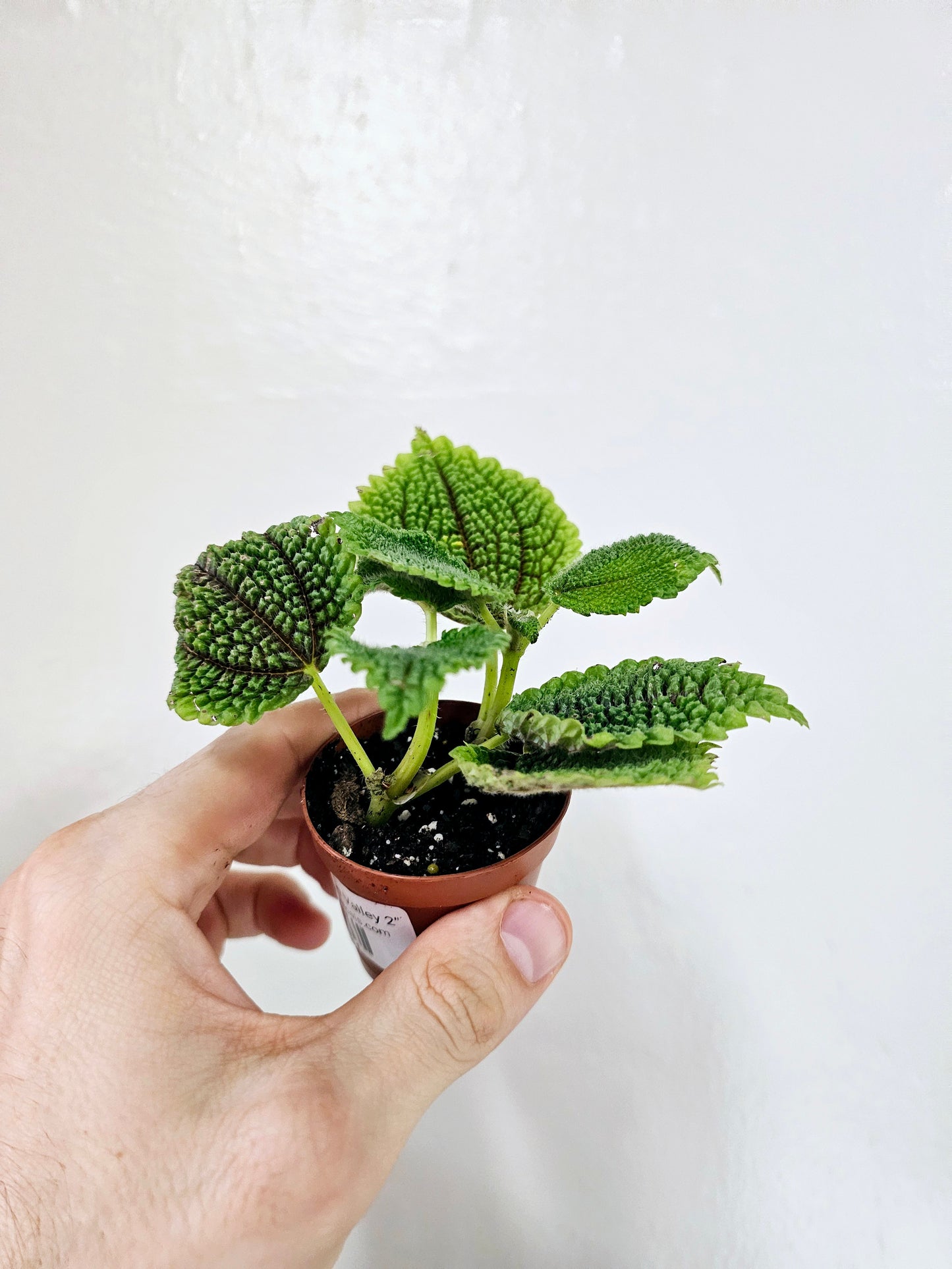 Pilea Mollis Moon Valley 2"