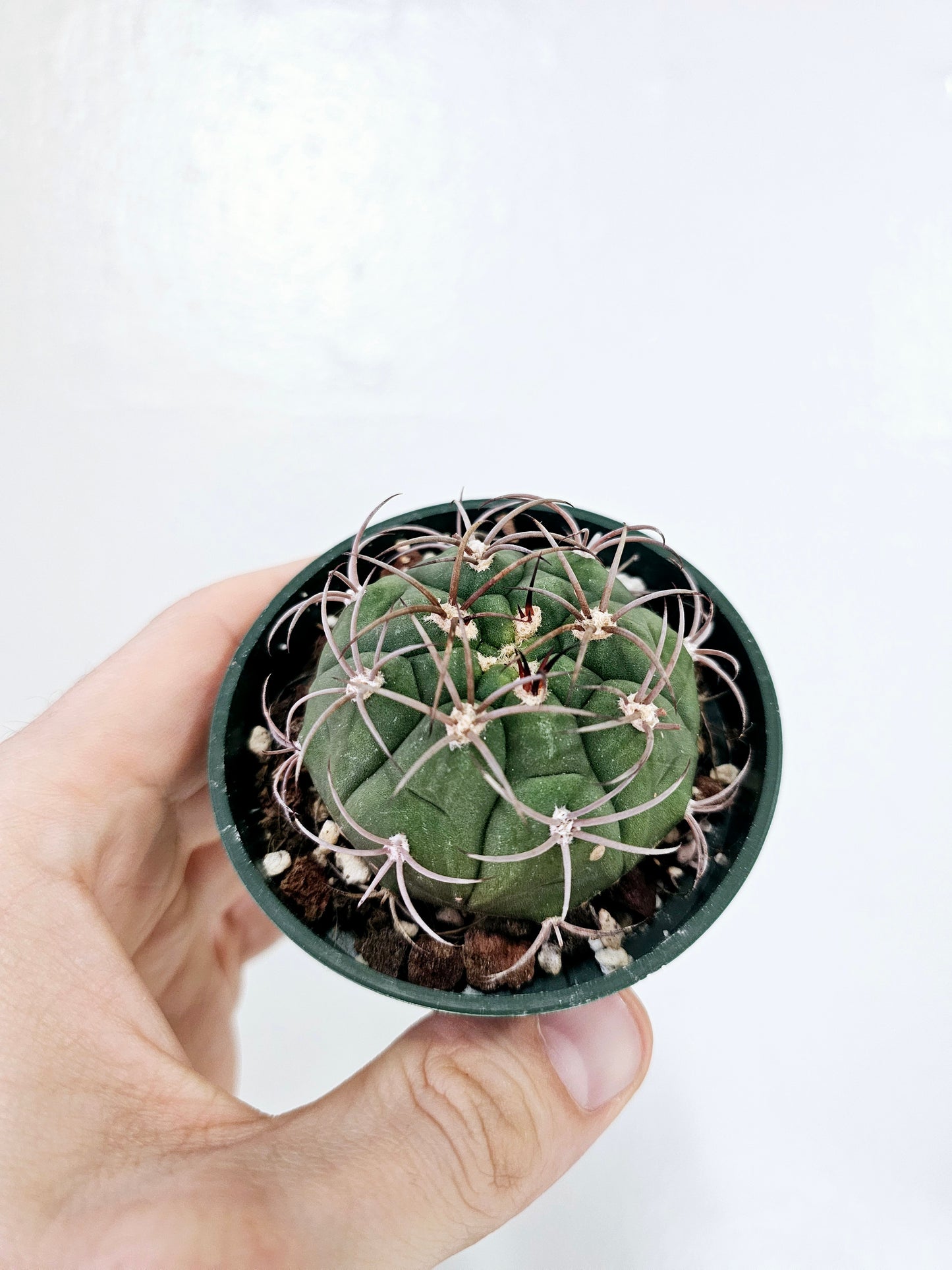 Gymnocalycium Pflanzii Chin Cactus 3"