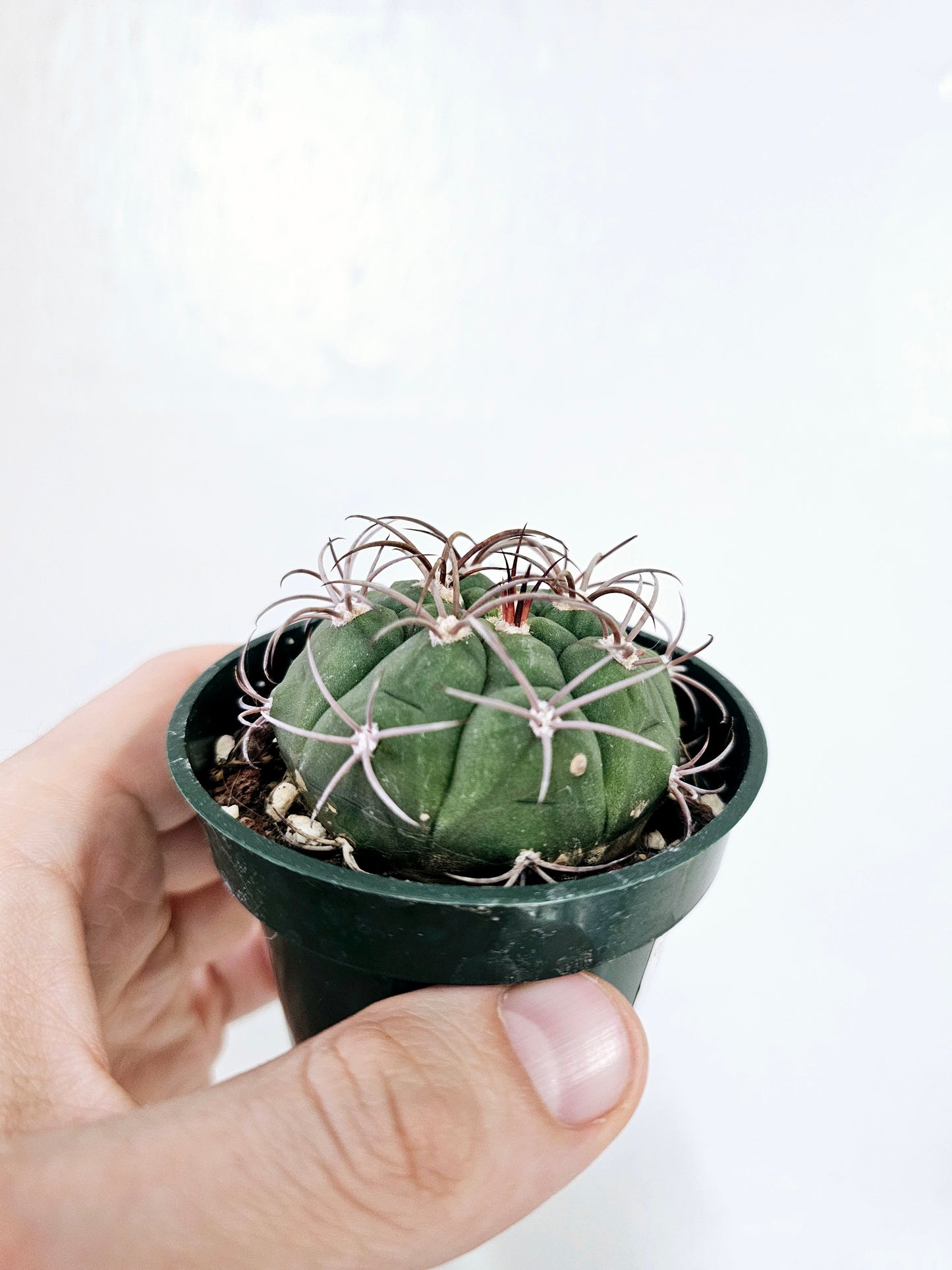 Gymnocalycium Pflanzii Chin Cactus 3"