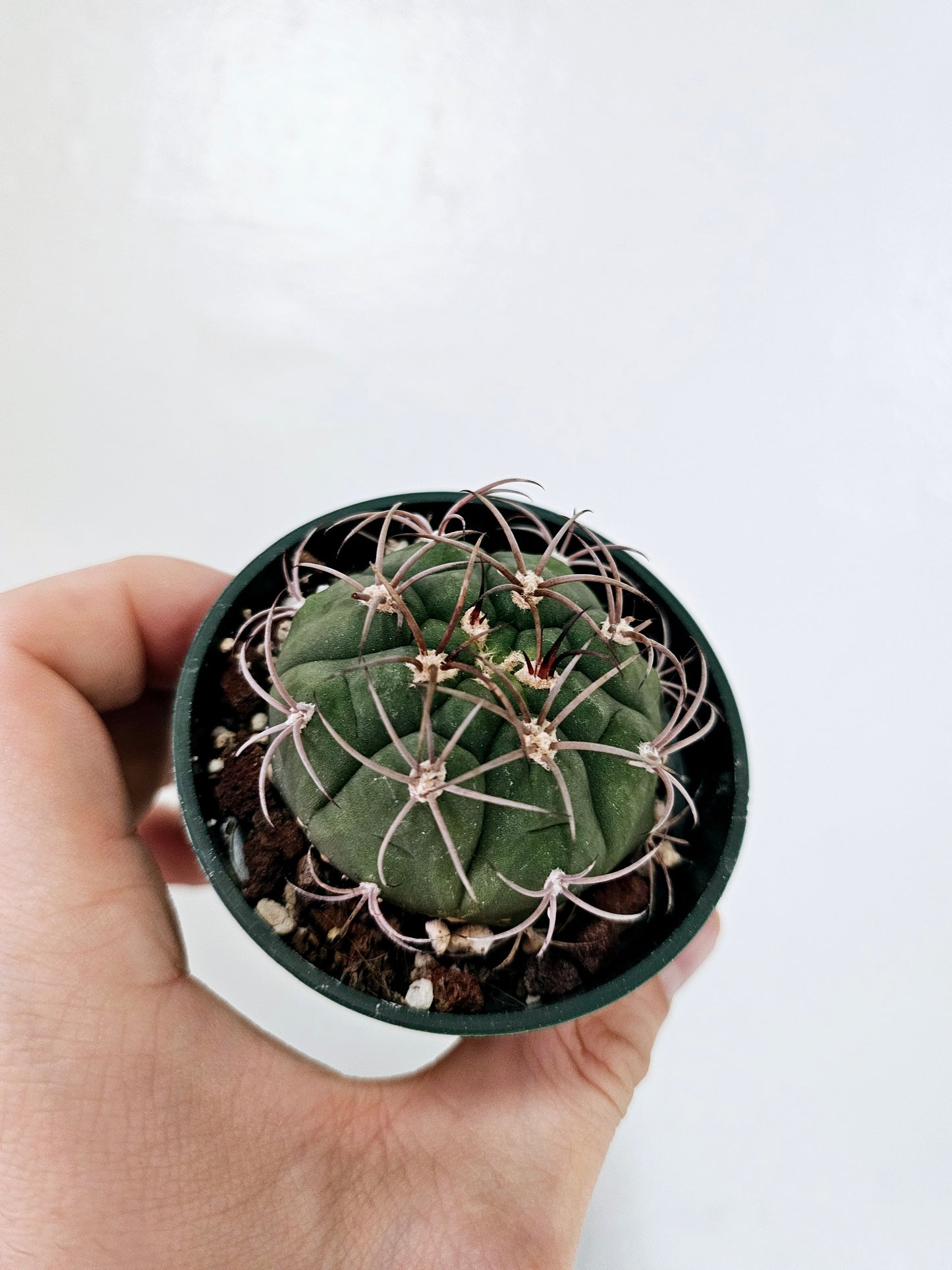 Gymnocalycium Pflanzii Chin Cactus 3"