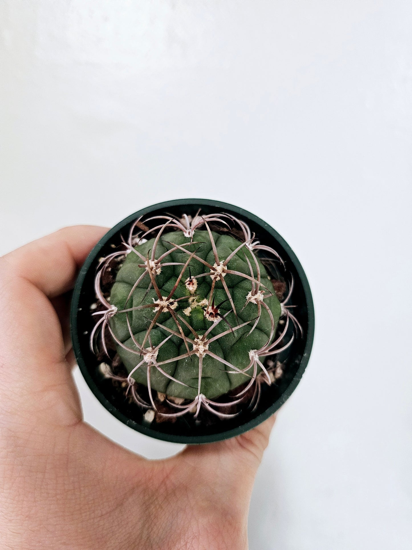 Gymnocalycium Pflanzii Chin Cactus 3"