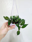 Hoya Lacunosa 4" HB