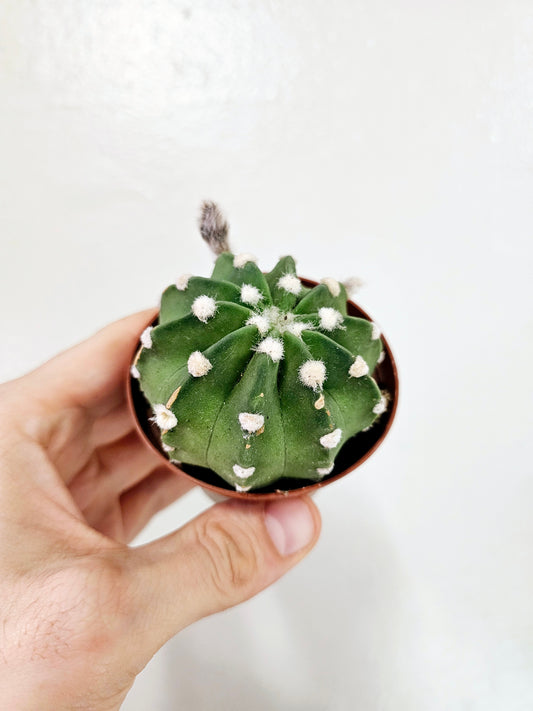 Echinopsis ancistrophora 'Dominos' 2"