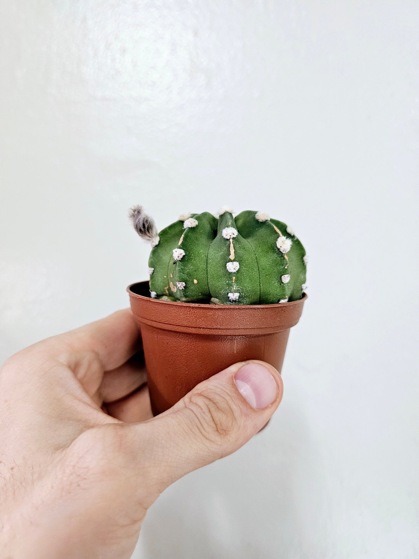 Echinopsis Ancistrophora Dominos 3"