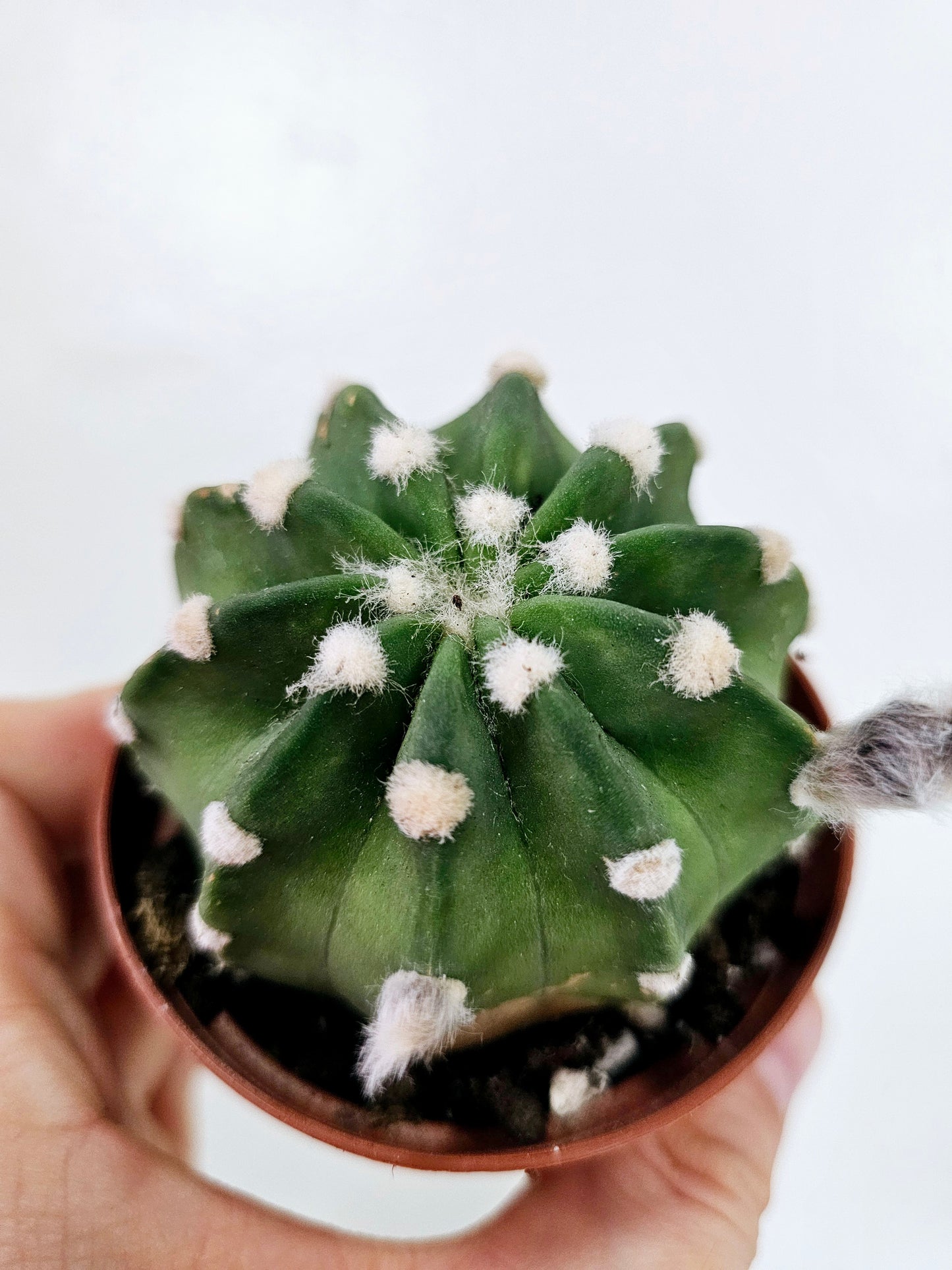 Echinopsis Ancistrophora Dominos 3"