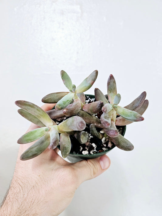 Pachysedum Ganzhou 4"