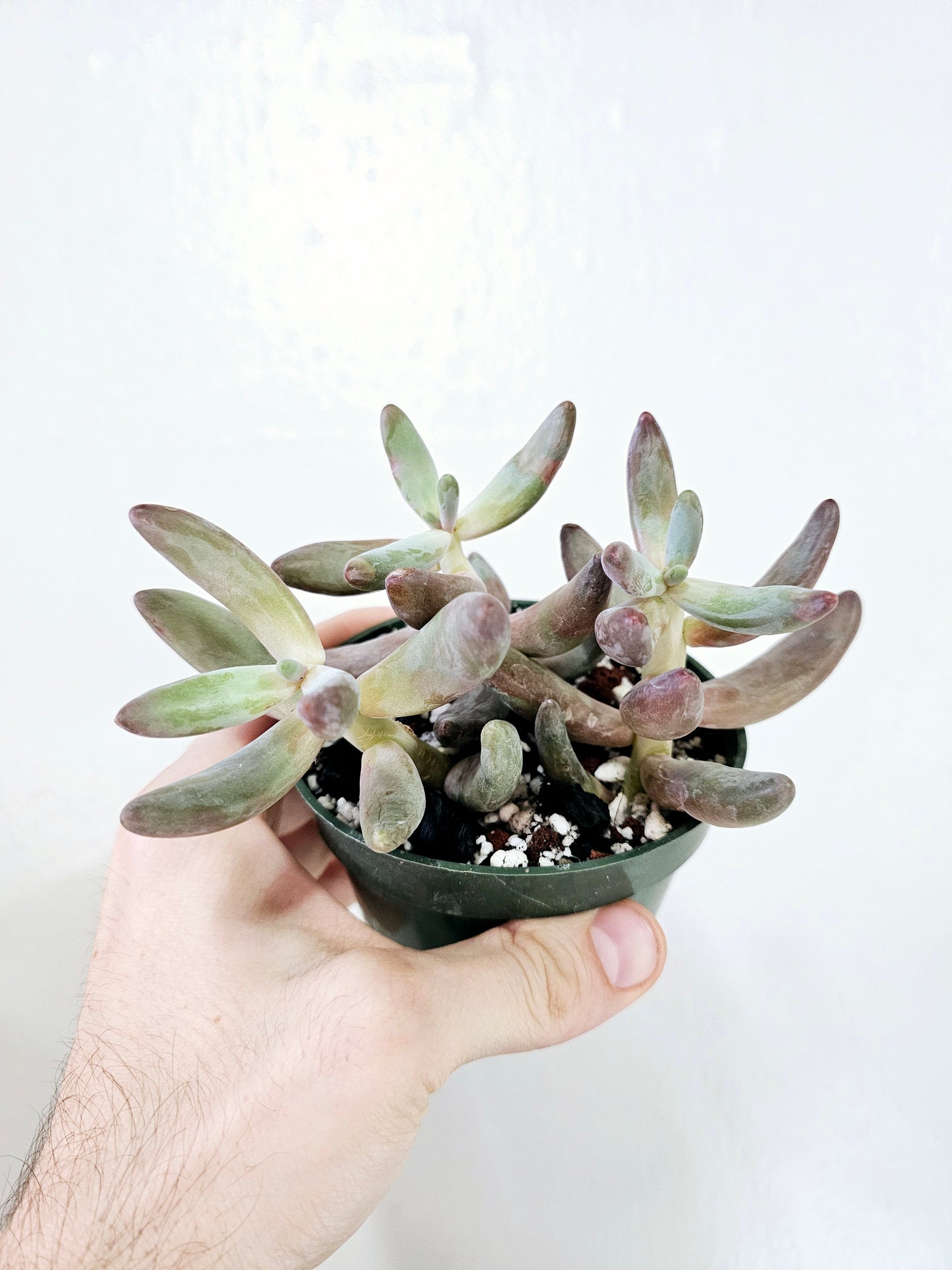 Pachysedum Ganzhou 4"