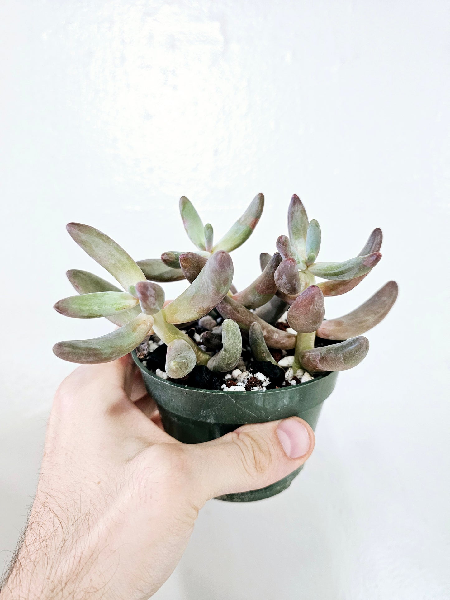 Pachysedum Ganzhou 4"