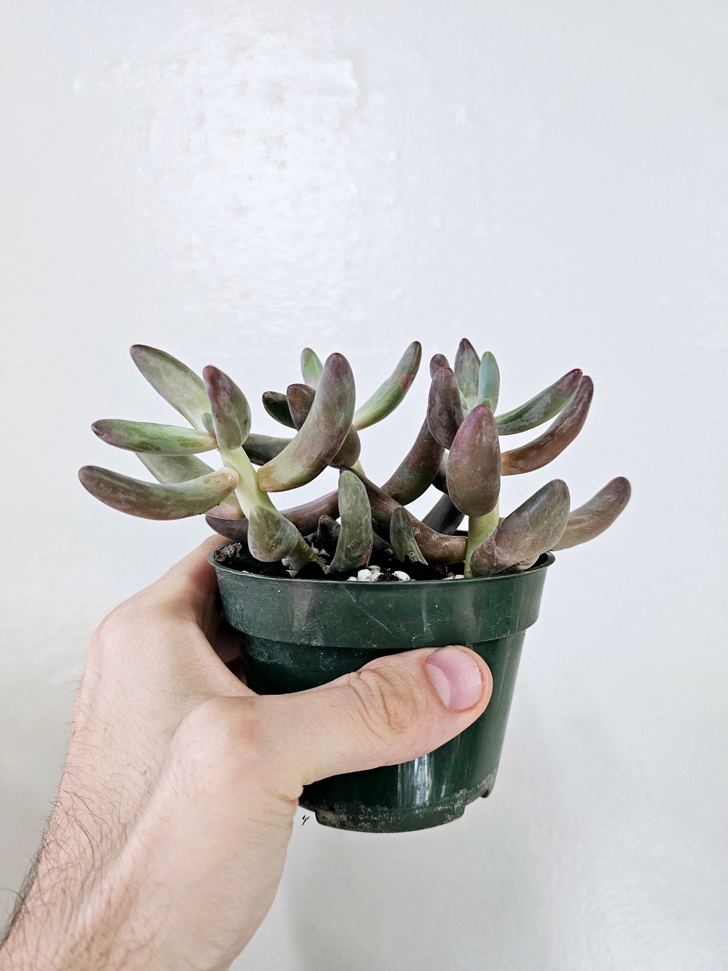 Pachysedum Ganzhou 4"