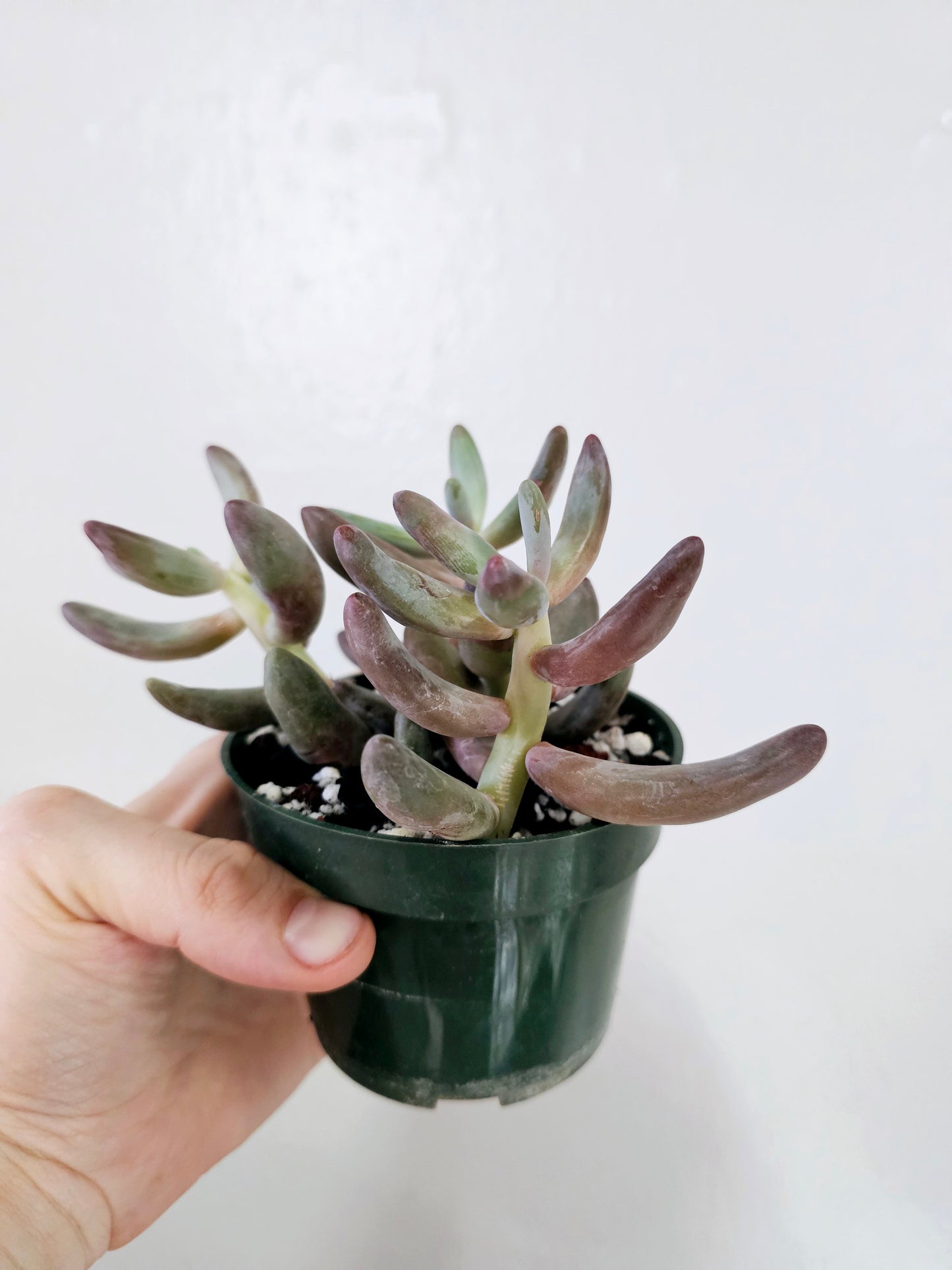 Pachysedum Ganzhou 4"