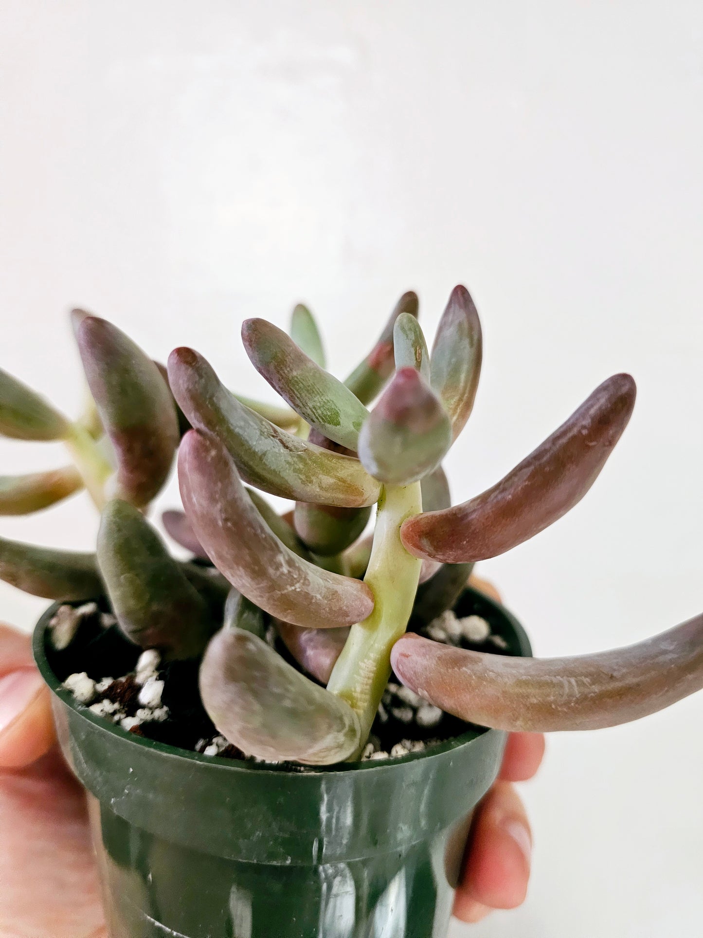 Pachysedum Ganzhou 4"