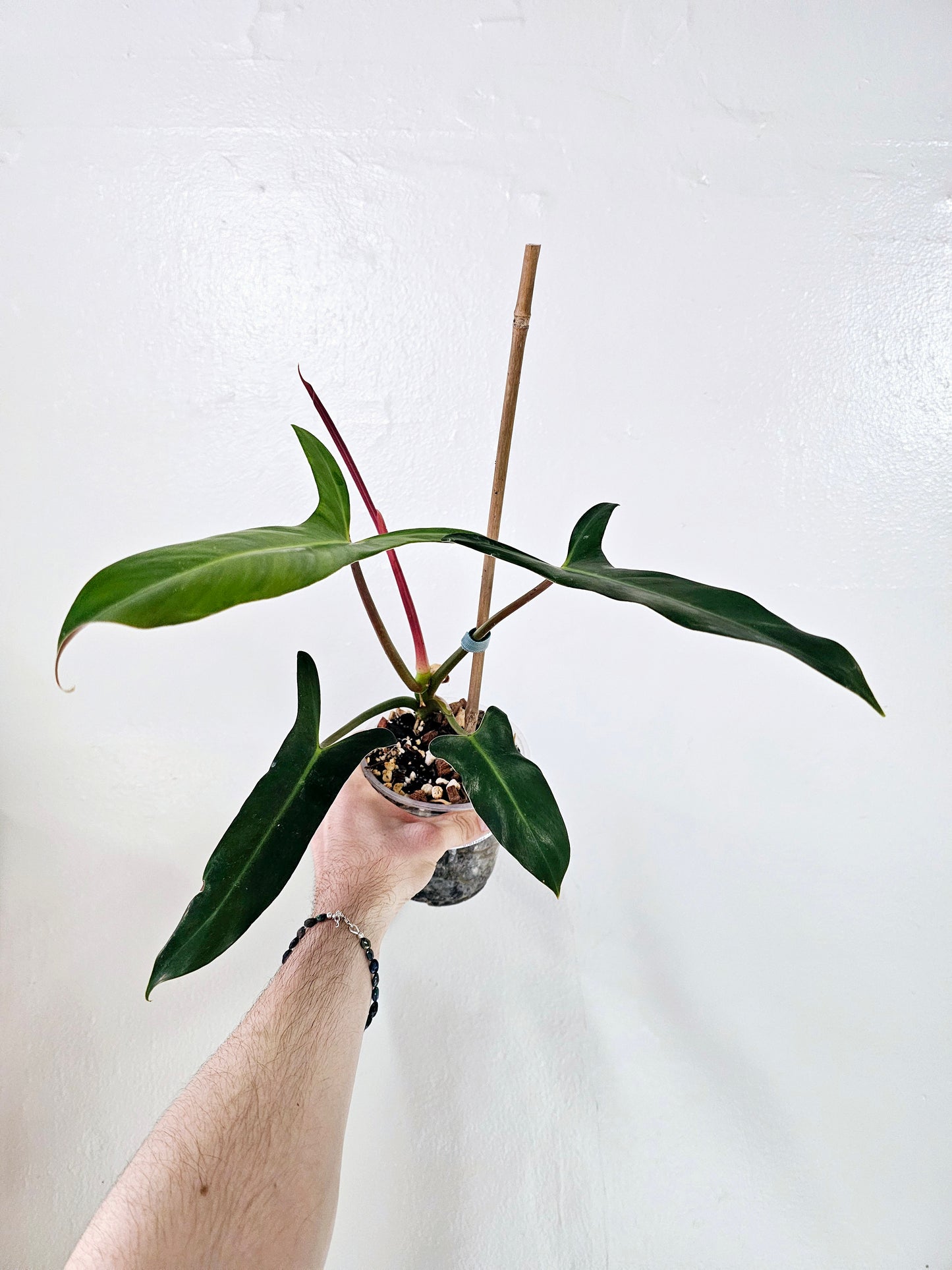 Philodendron Mexicanum 5"