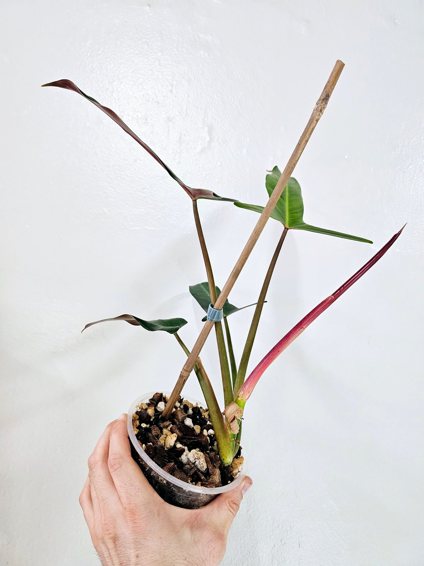 Philodendron Mexicanum 5"