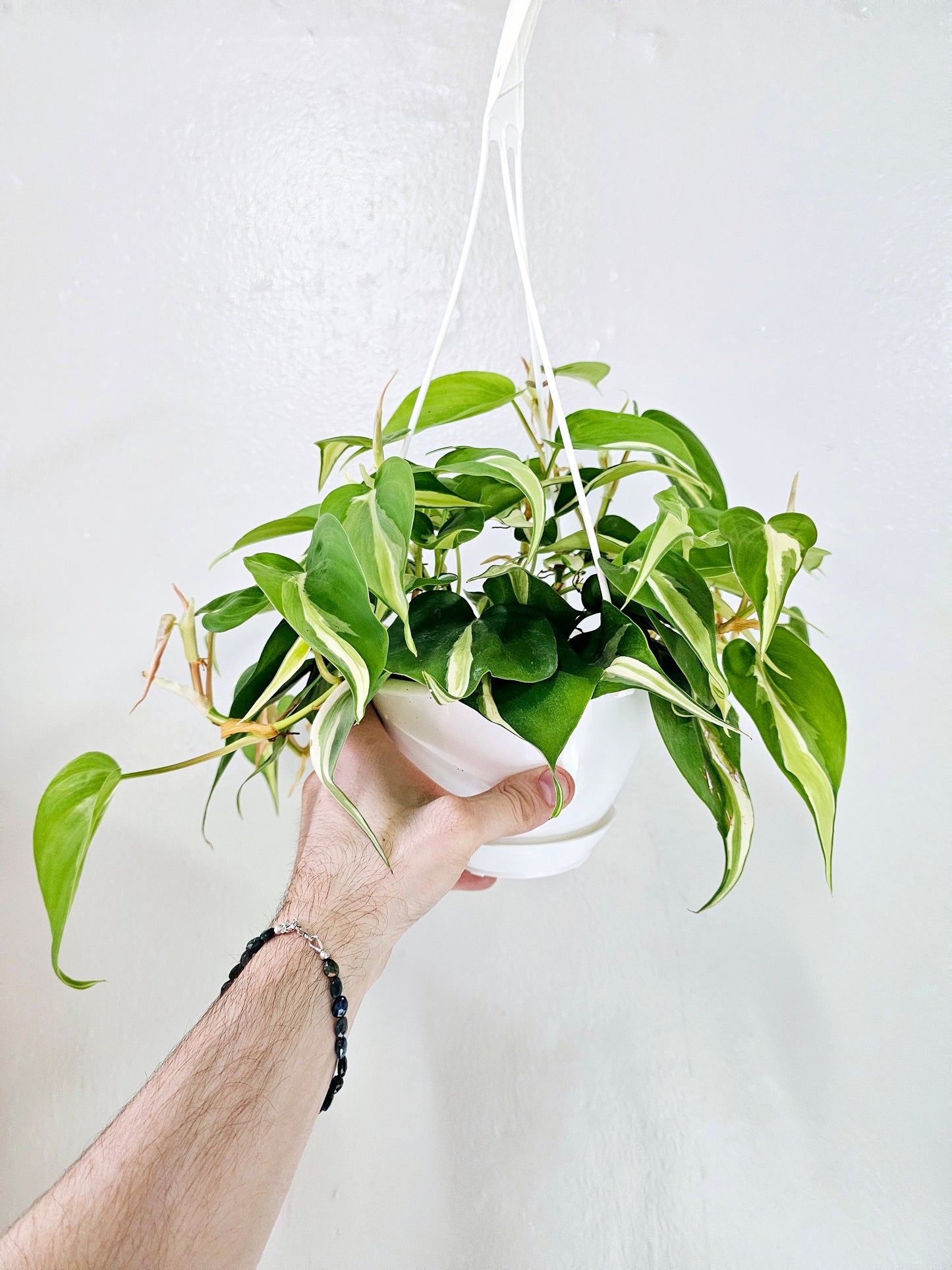 Philodendron Silver Stripe 6" HB