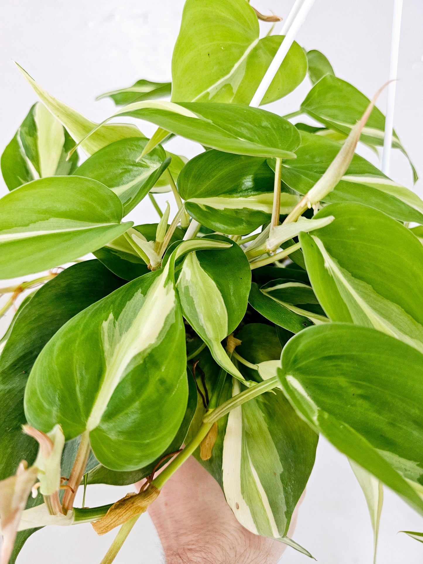 Philodendron Silver Stripe 6" HB