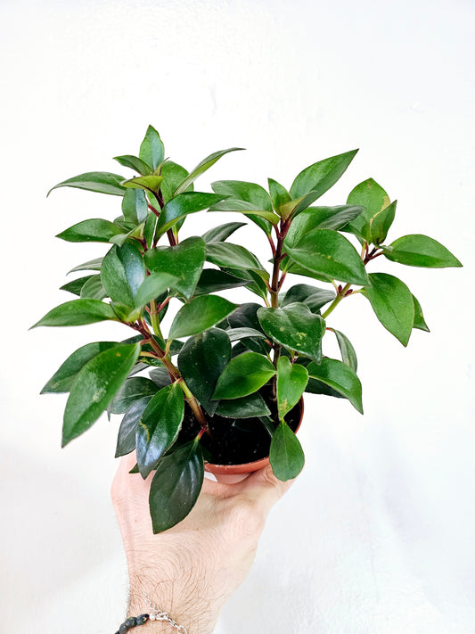 Nematanthus Tropicana Goldfish Plant 4"