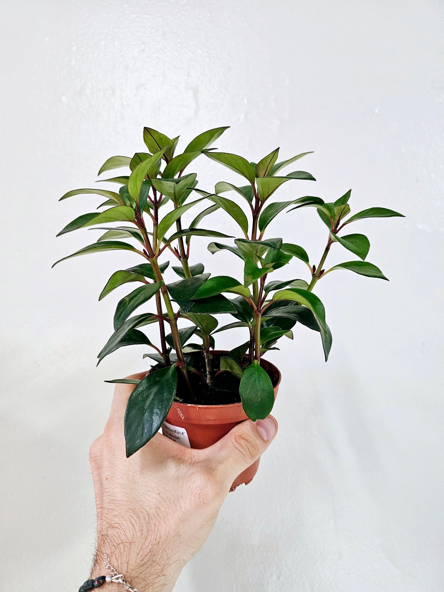 Nematanthus Tropicana Goldfish Plant 4"