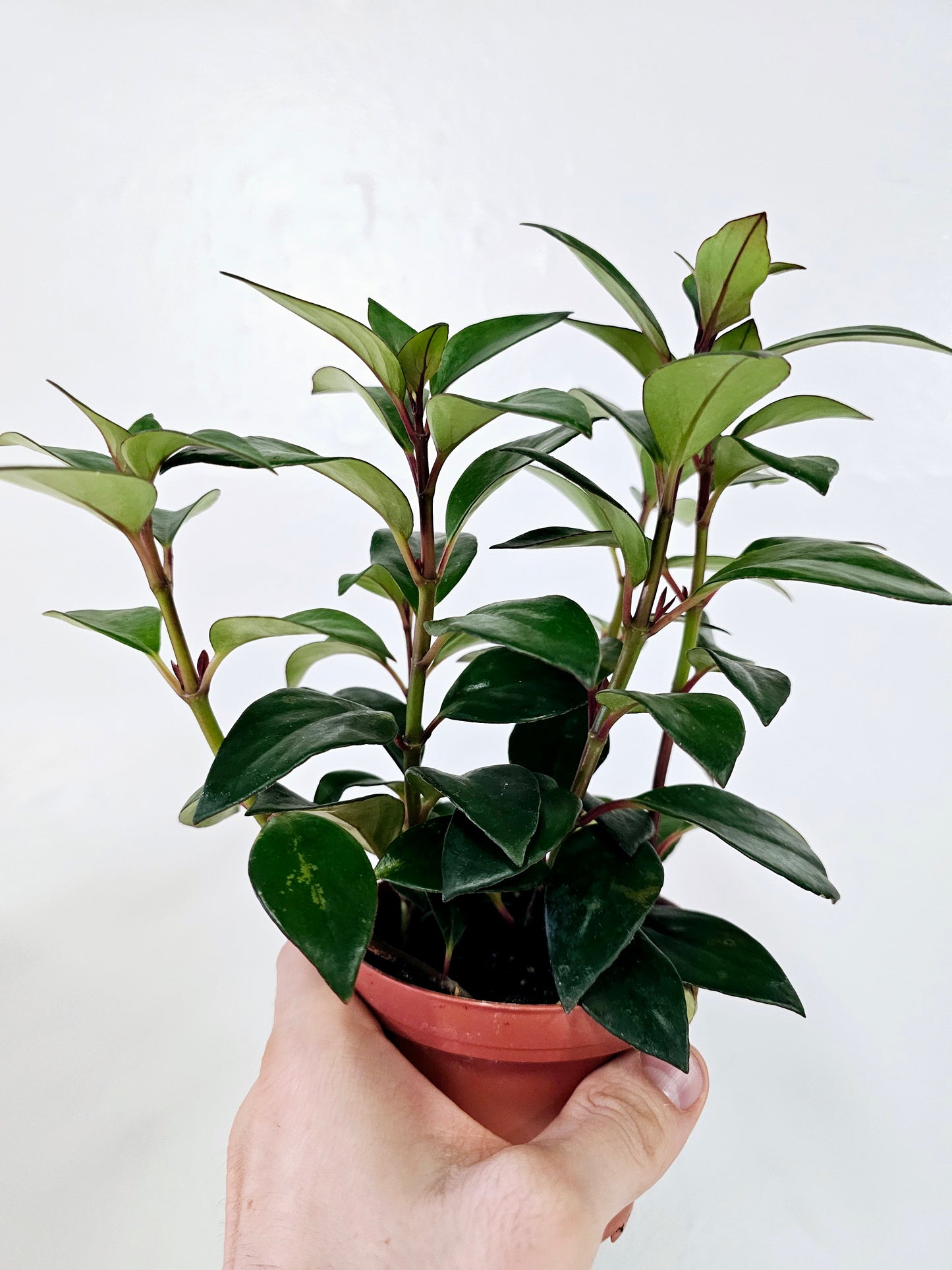 Nematanthus Tropicana Goldfish Plant 4"