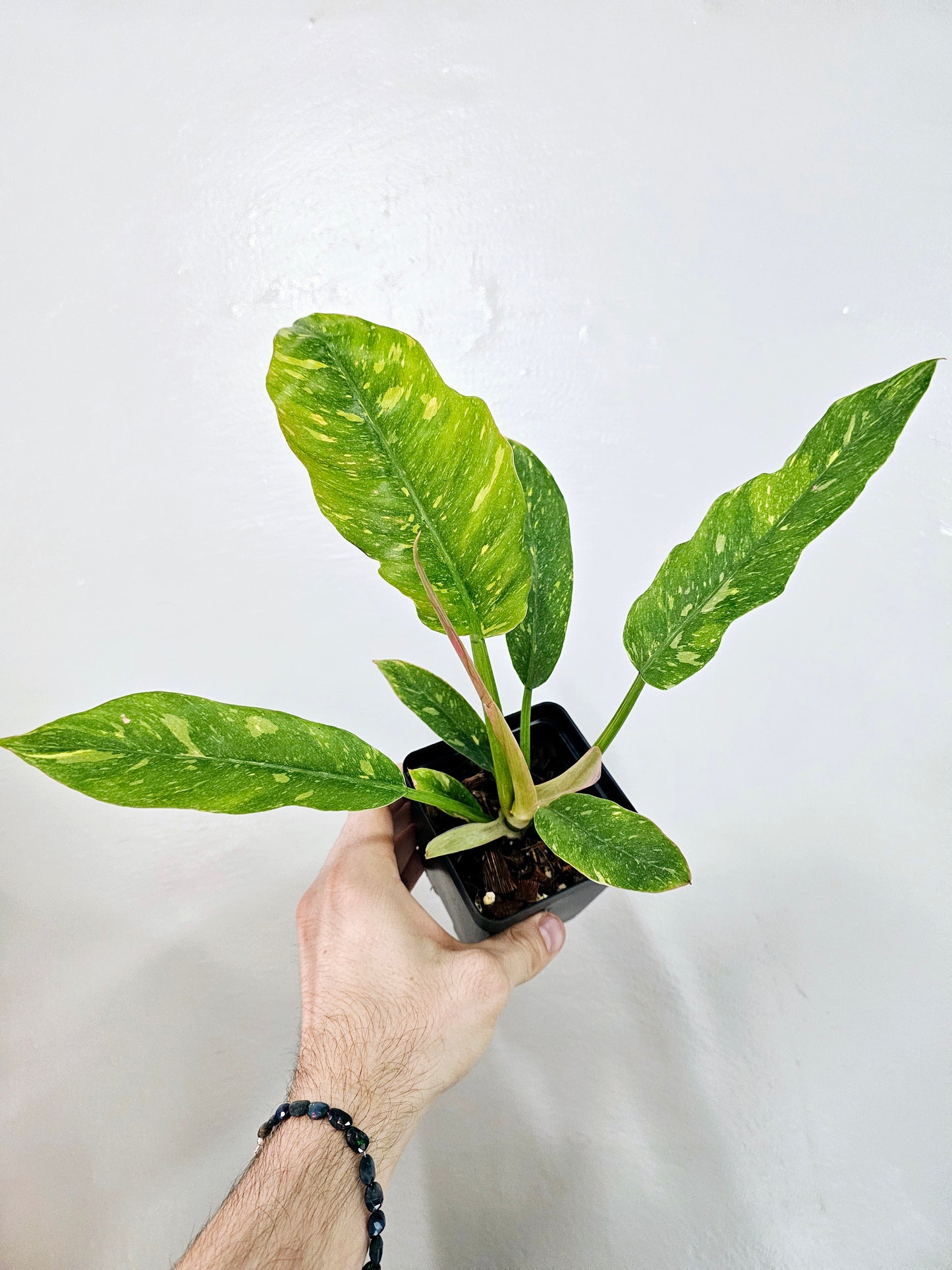 Philodendron Ring of Fire 4"