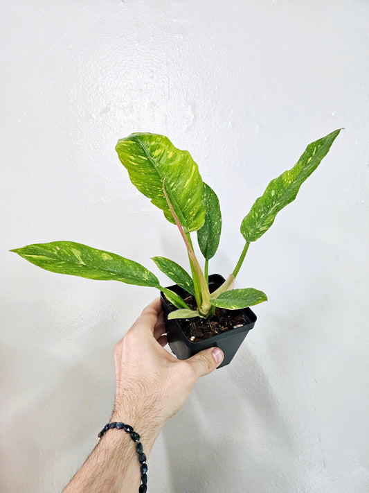 Philodendron Ring of Fire 4"