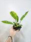 Philodendron 'Ring of Fire' 4"