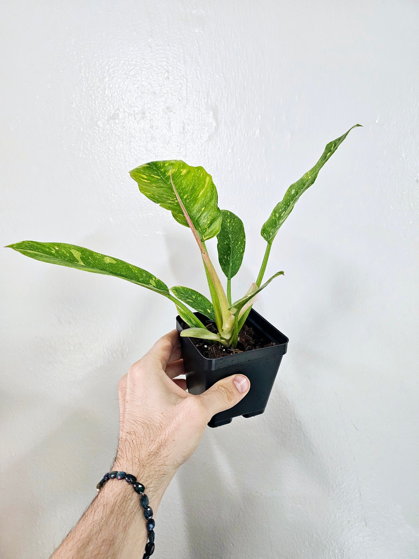 Philodendron Ring of Fire 4"