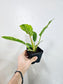 Philodendron 'Ring of Fire' 4"